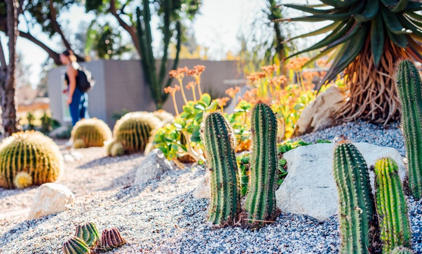 Cactus & Natural Plants on campus